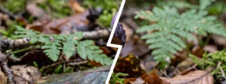 Cortinaire violet ou pied bleu : le violet qui se mange et celui qui non
