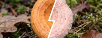 Lactaire toisonné ou lactaire délicieux : la couleur du lait tranche
