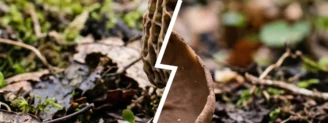 Pézize veinée ou morille : deux cousines du printemps