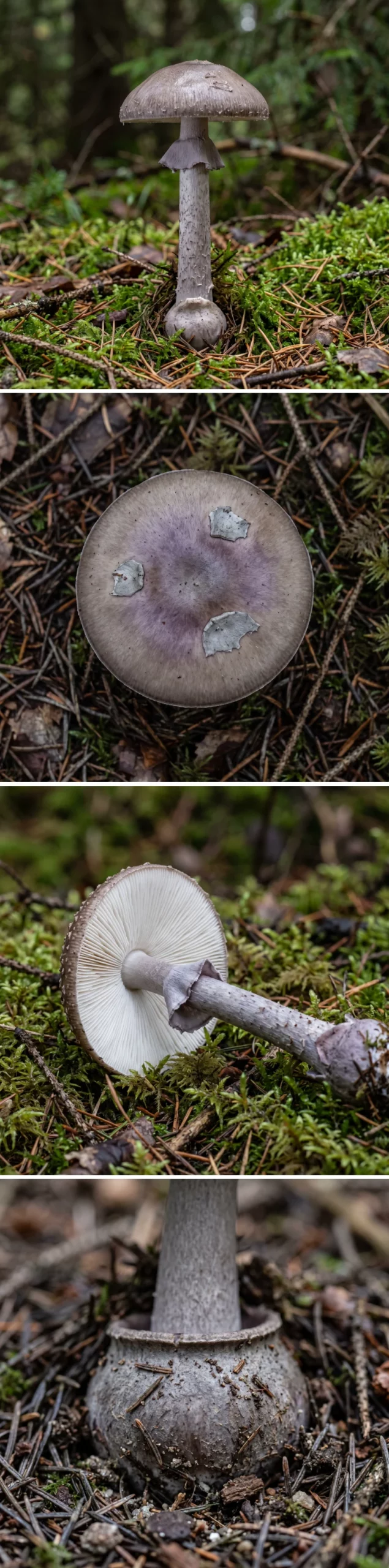 Montage de quatre vues de l’amanite porphyre : le champignon entier debout sous épicéa, le chapeau gris brun lavé de violet vu de dessus, les lames blanches libres avec l’anneau gris violet, et la base du pied en bulbe rond à rebord