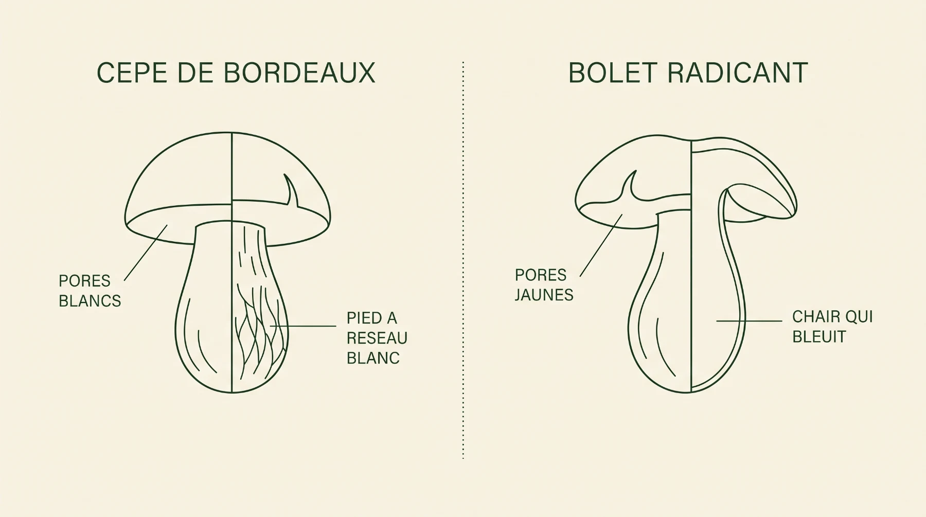 Schéma comparant les pores blancs et le pied réticulé du cèpe de Bordeaux aux pores jaunes et à la chair bleuissante du bolet radicant