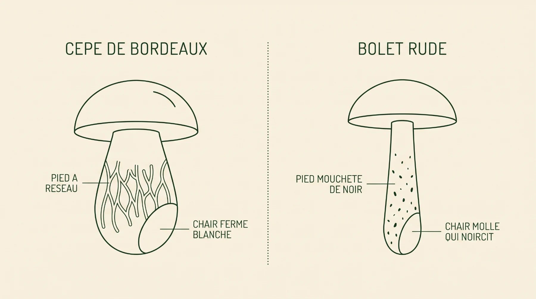 Schéma comparant le pied réticulé et la chair ferme du cèpe de Bordeaux au pied moucheté de noir et à la chair molle du bolet rude