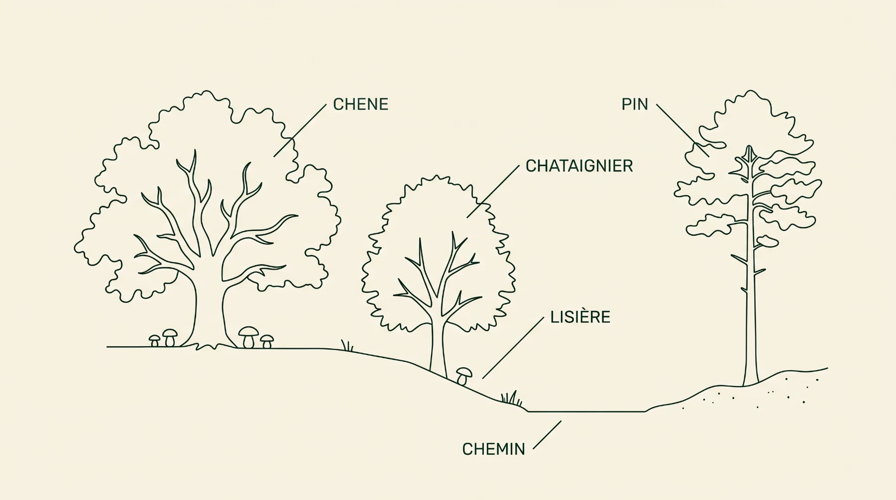 Schéma des milieux à cèpes en Périgord : chêne, châtaignier, pin, lisière et chemin forestier