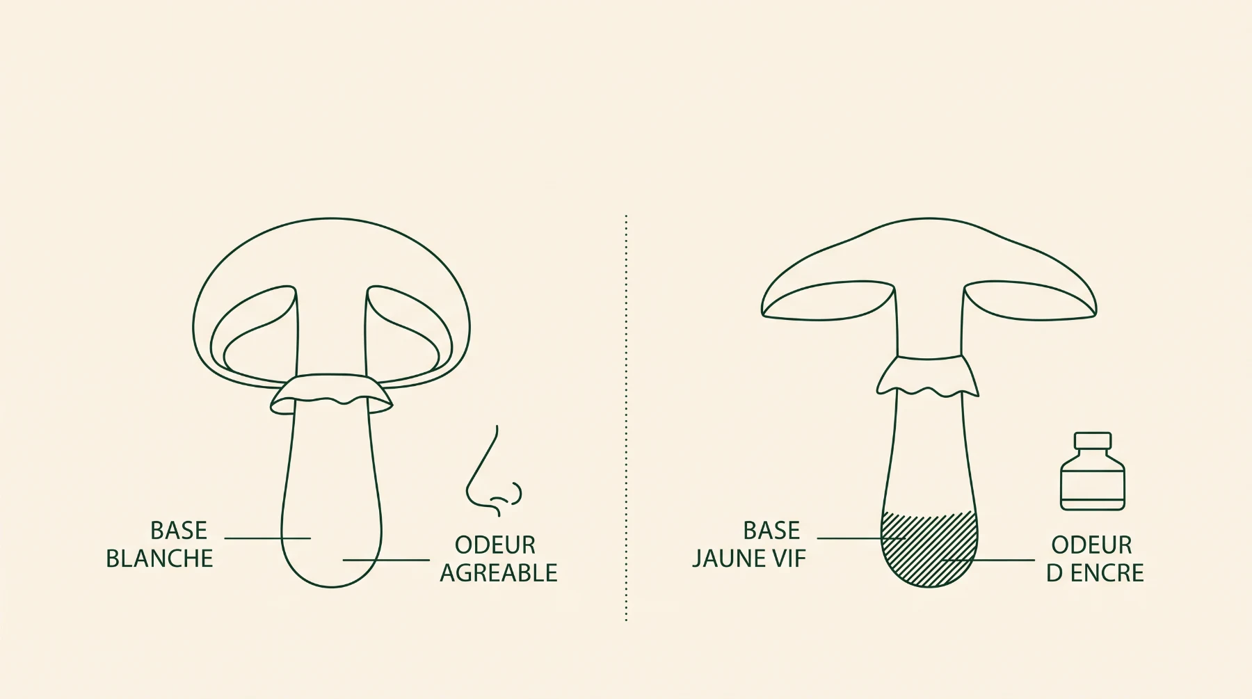 Schéma comparant la base du pied et l’odeur du champignon de Paris et de l’agaric jaunissant