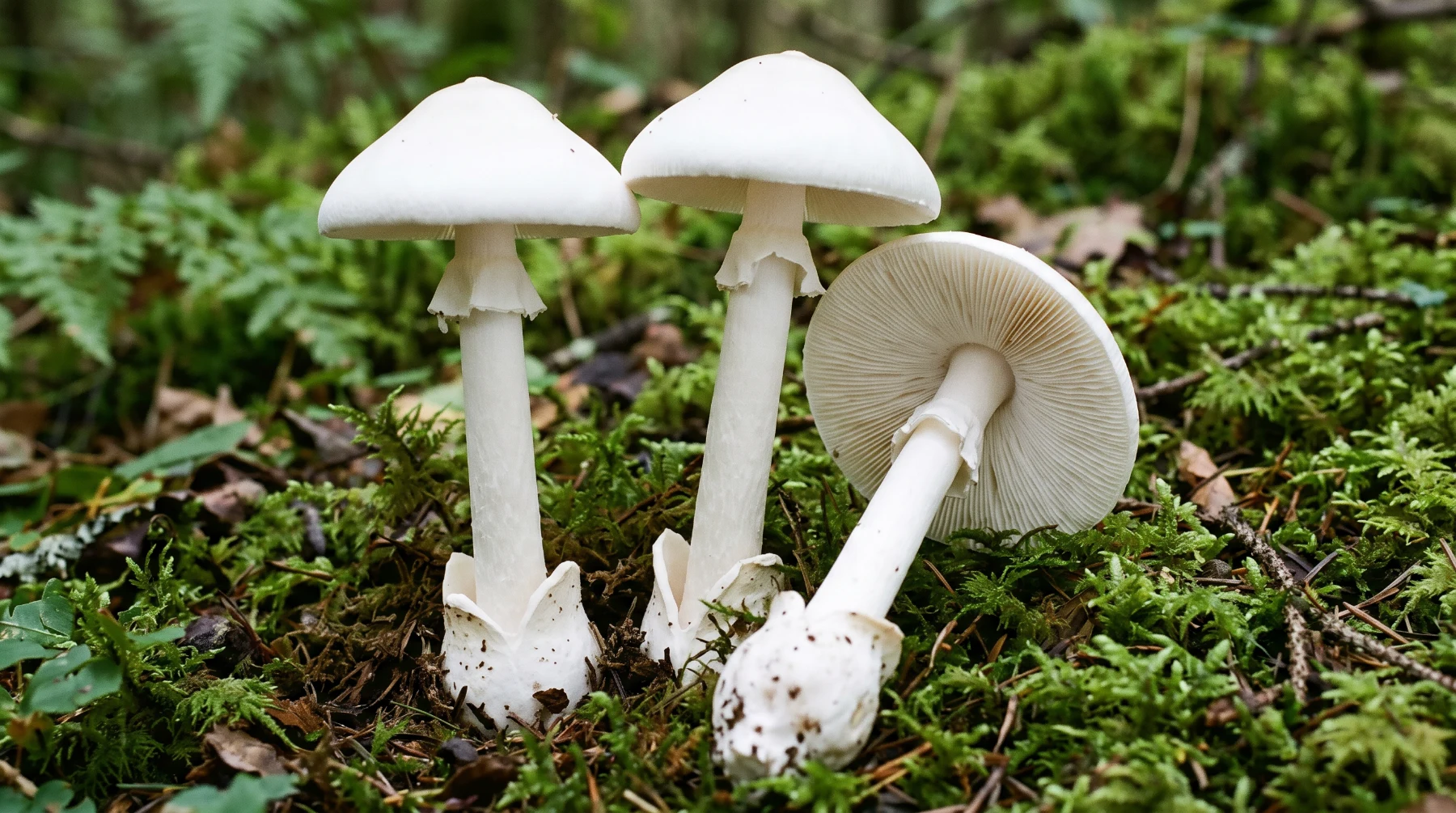 Amanites blanches dans la mousse, la base du pied sortant d’une volve en sac