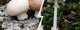 Champignon de Paris vs amanite blanche : la confusion mortelle du jardin