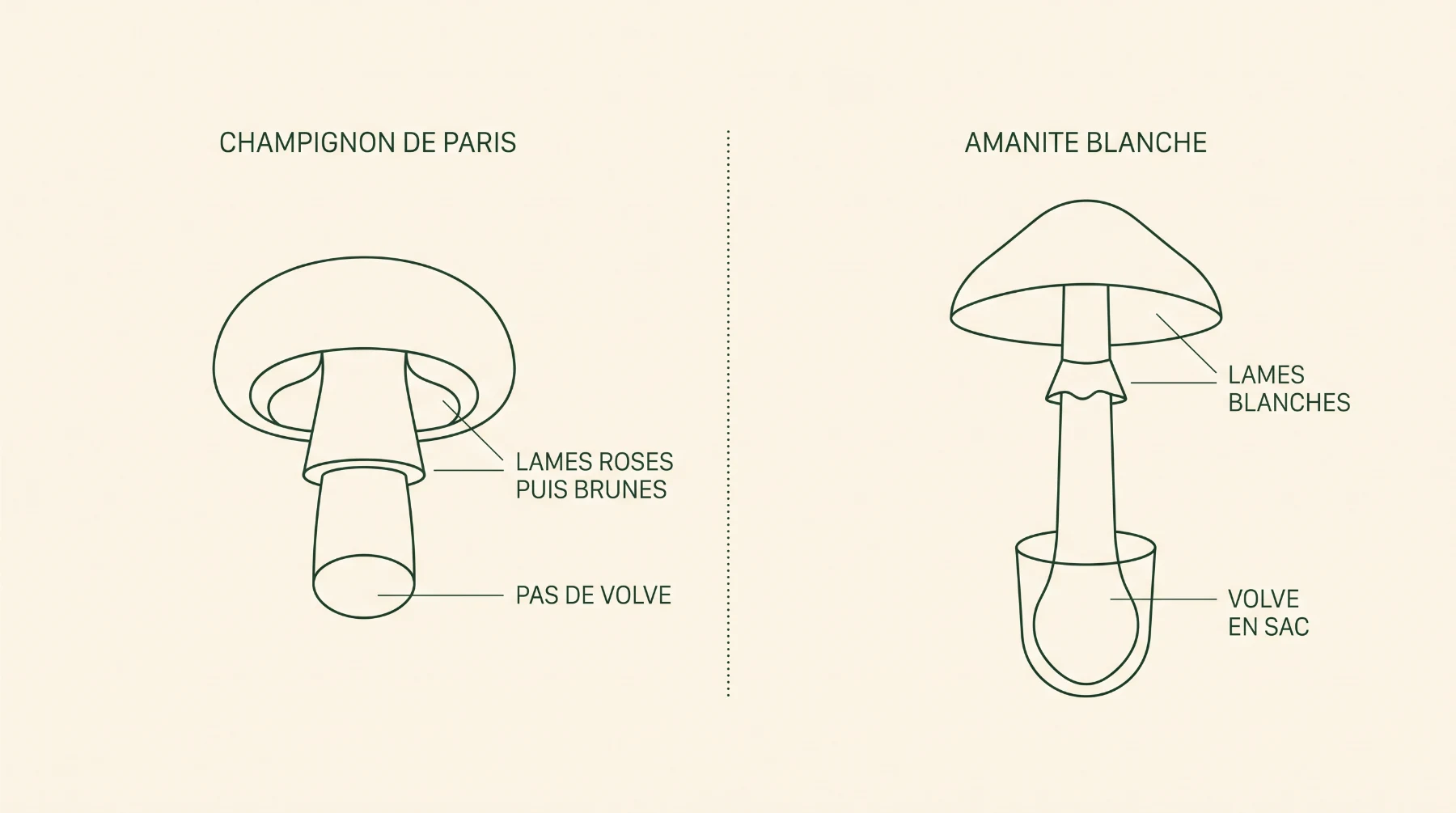 Schéma comparatif : lames roses puis brunes et pas de volve chez le champignon de Paris, lames blanches et volve en sac chez l’amanite blanche