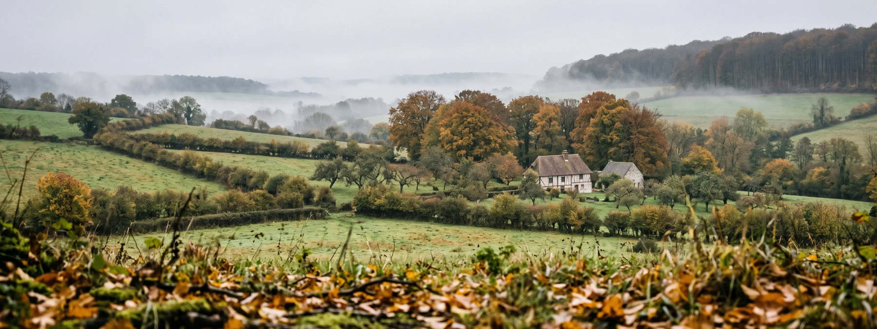 Paysage de bocage normand dans la brume d’un matin d’automne, haies, pommiers, ferme à colombages et lisière de hêtraie