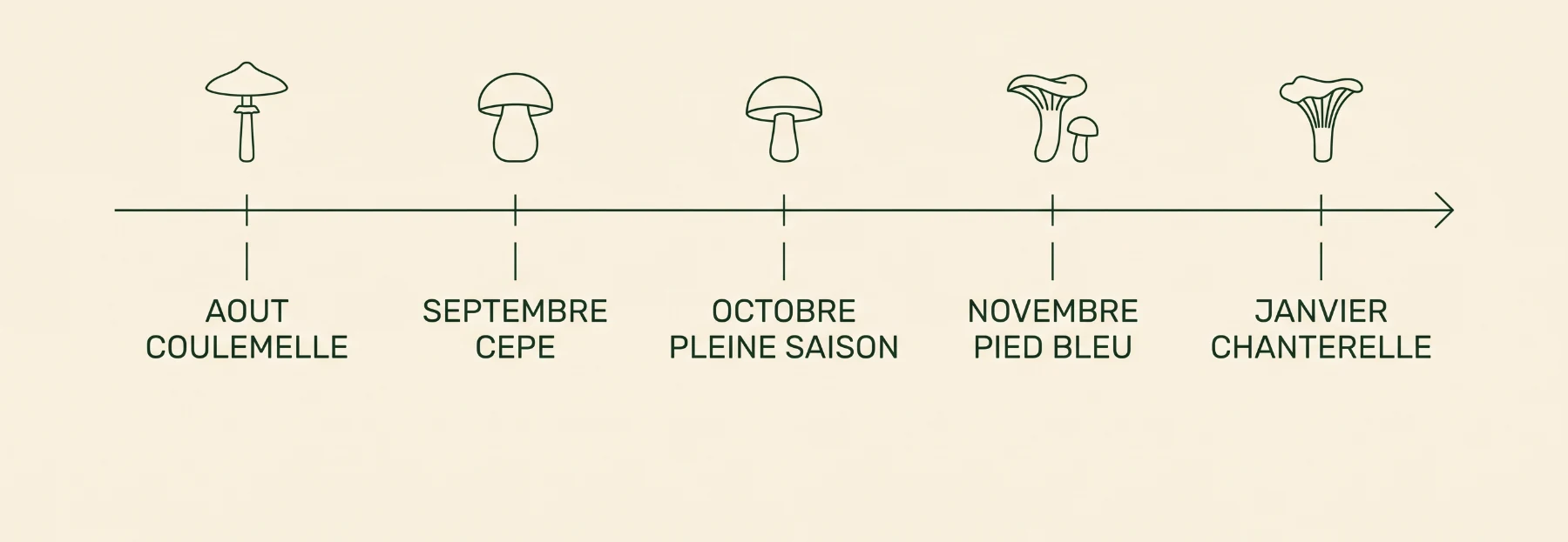Frise du calendrier normand : coulemelle en août, cèpe en septembre, pleine saison en octobre, pied bleu en novembre, chanterelle en janvier