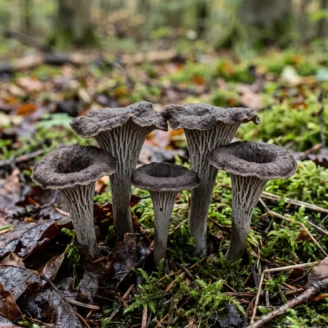 Chanterelle cendrée (Craterellus cinereus) : identification, habitat et cueillette