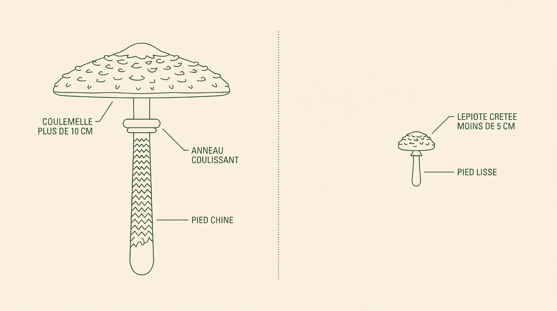 Schéma comparatif : coulemelle de plus de 10 cm à anneau coulissant et pied chiné, lépiote crêtée de moins de 5 cm à pied lisse