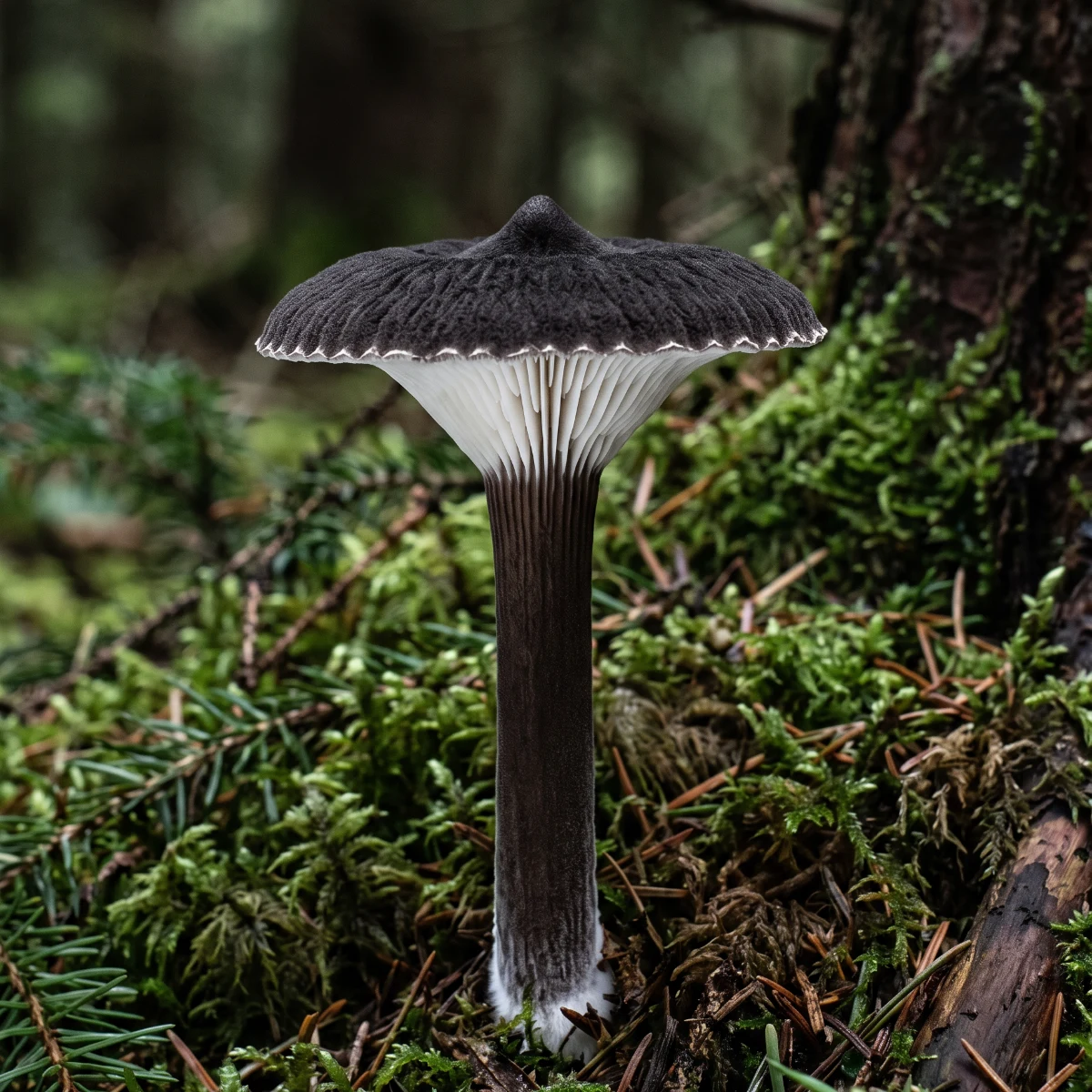 Lactaire couleur de suie entier dans la mousse sous un épicéa, chapeau brun noir velouté et lames blanches