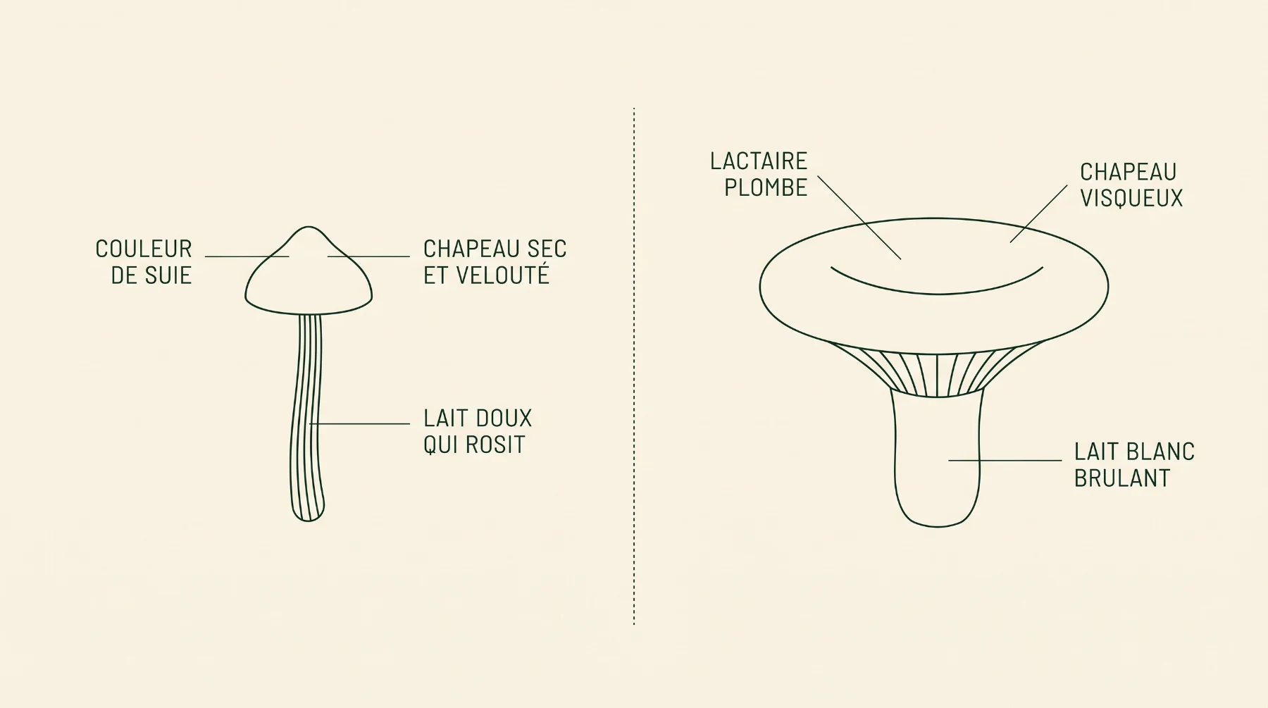 Schéma comparant le lactaire couleur de suie, au chapeau sec et velouté et au lait doux, et le lactaire plombé, au chapeau visqueux et au lait brûlant