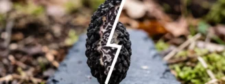 Truffe noire vs truffe brumale : la truffe qu’on vous vend à sa place
