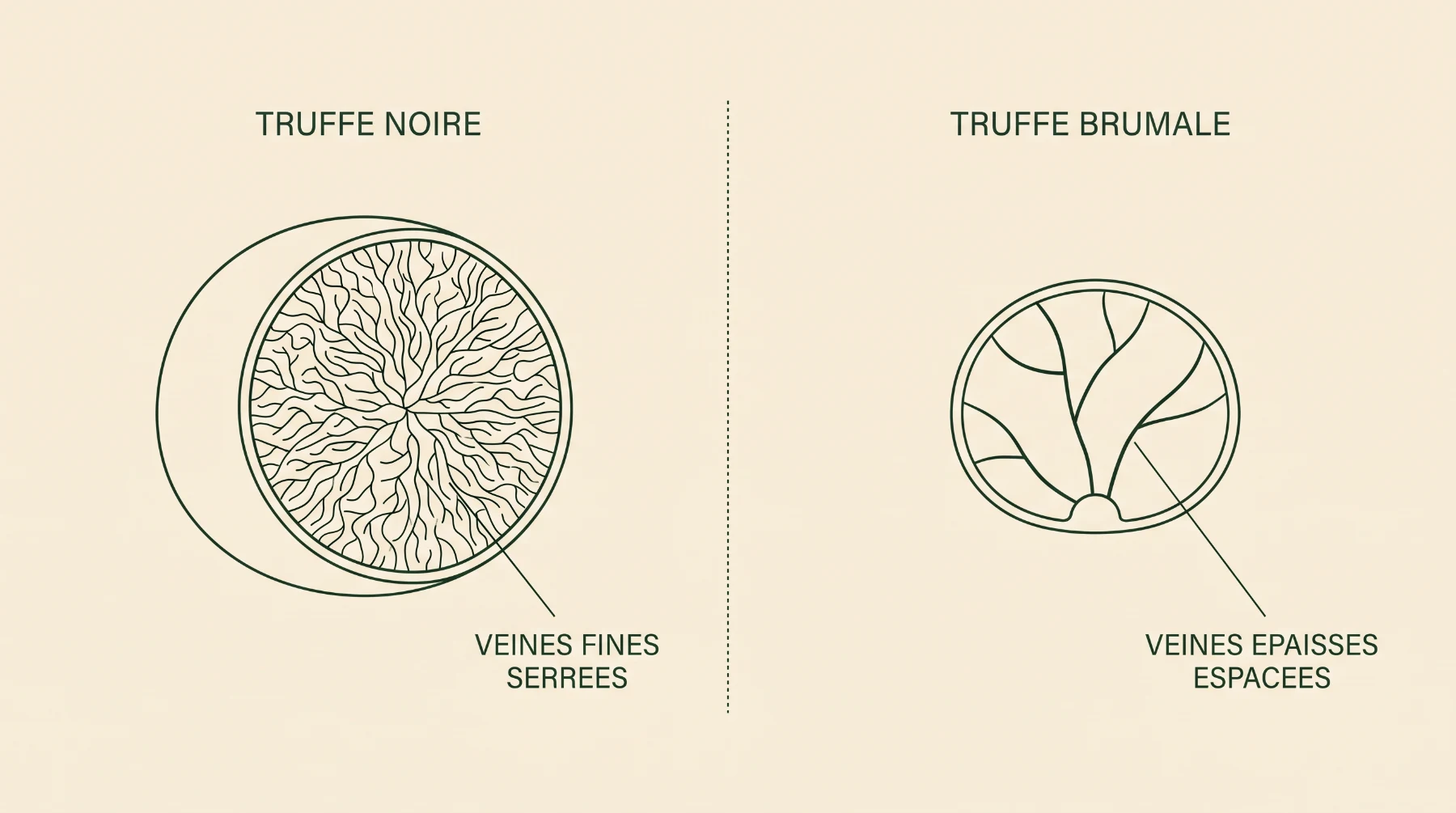 Schéma comparatif : truffe noire à veines fines et serrées, truffe brumale à veines épaisses et espacées