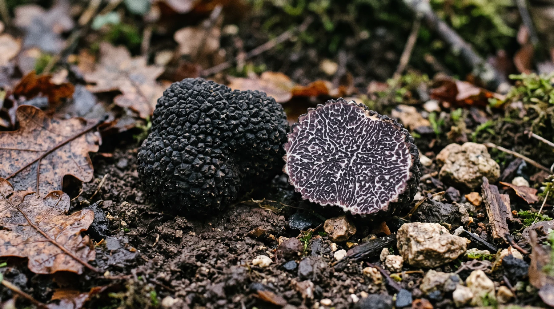 Truffe noire du Périgord entière aux verrues bien adhérentes, et une moitié coupée montrant une chair noir violacé marbrée de veines blanches fines et serrées